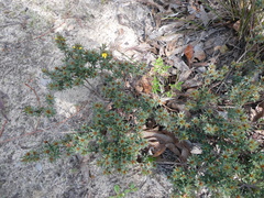 Pultenaea pedunculata