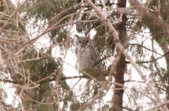 Bubo virginianus subarcticus