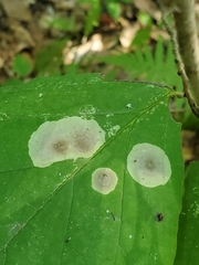 Calycomyza flavinotum