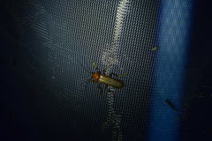 Pacificanthia consors