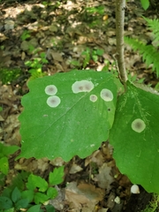 Calycomyza flavinotum