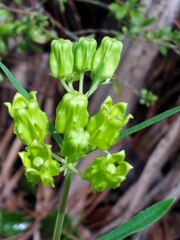 Asclepias pedicellata image