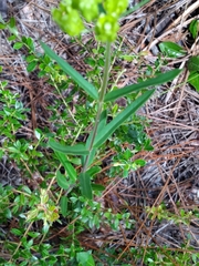 Asclepias pedicellata image