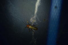 Pacificanthia consors