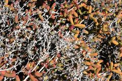 Eberlanzia cyathiformis
