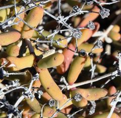 Eberlanzia cyathiformis