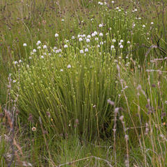 Stilbe albiflora
