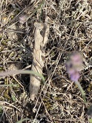 Bolivaria brachyptera