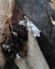 Eriococcus lagerstroemiae