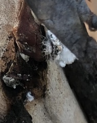 Eriococcus lagerstroemiae