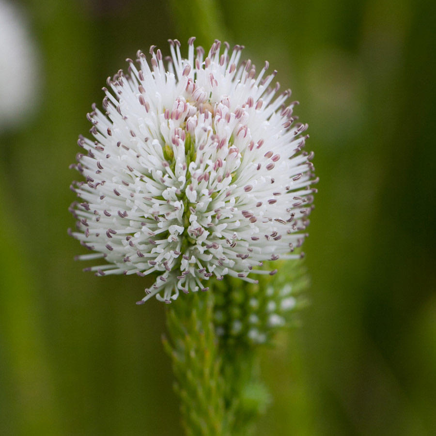 Stilbaceae