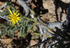 Osteospermum microcarpum