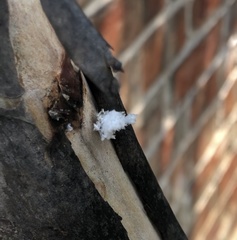 Eriococcus lagerstroemiae