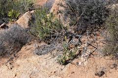 Osteospermum microcarpum
