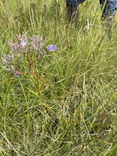 Image of Savannah Aster (Symphyotrichum chapmanii) by (c) Matt Berger, some rights reserved (CC BY)