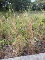 Andropogon longiberbis