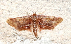 Idaea furciferata