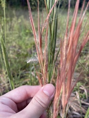 Andropogon longiberbis