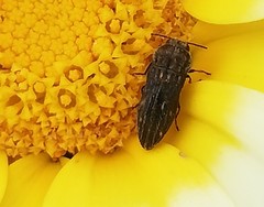 Acmaeoderella discoida