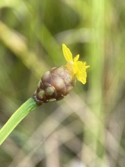 Xyris serotina
