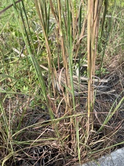 Andropogon longiberbis