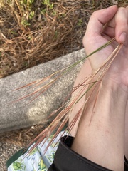 Andropogon longiberbis