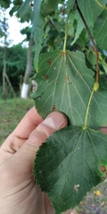 Phyllonorycter issikii