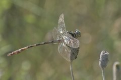 Aphylla angustifolia