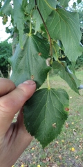 Phyllonorycter issikii