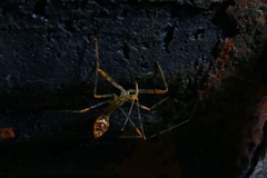 Endochus cingalensis