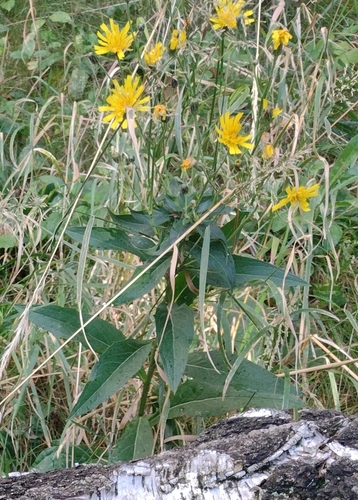 jastrabník savojský (Hieracium sabaudum)