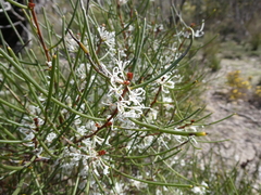 Hakea rostrata