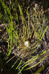 Protea scorzonerifolia