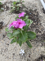 Catharanthus roseus image