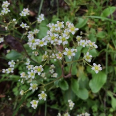 Micranthes integrifolia