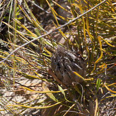 Protea scorzonerifolia
