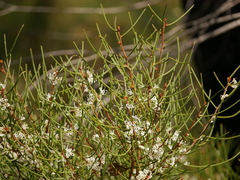 Hakea rostrata