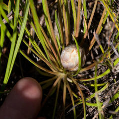 Protea scorzonerifolia