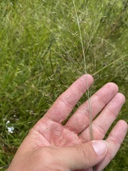 Muhlenbergia expansa