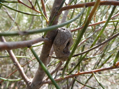 Hakea rostrata
