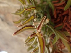 Pellaea glabella simplex