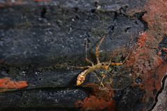 Endochus cingalensis