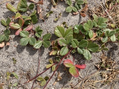 Fragaria chiloensis pacifica