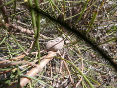 Hakea rostrata