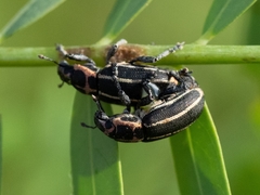 Eudiagogus maryae