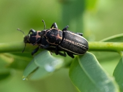 Eudiagogus maryae