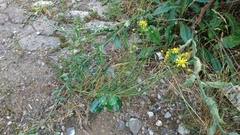 Senecio inaequidens