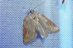 Acleris sparsana