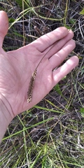 Plantago urvillei