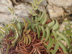 Pellaea glabella simplex